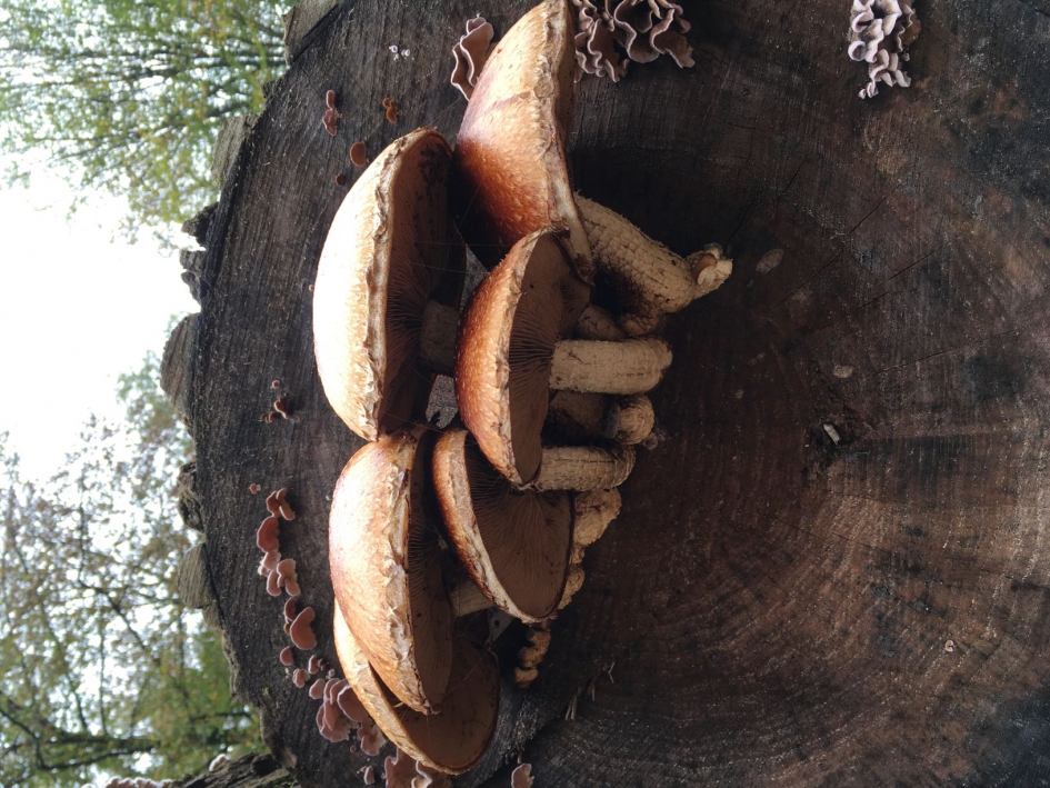 decoratie op oude boomstam - Schimmels - 