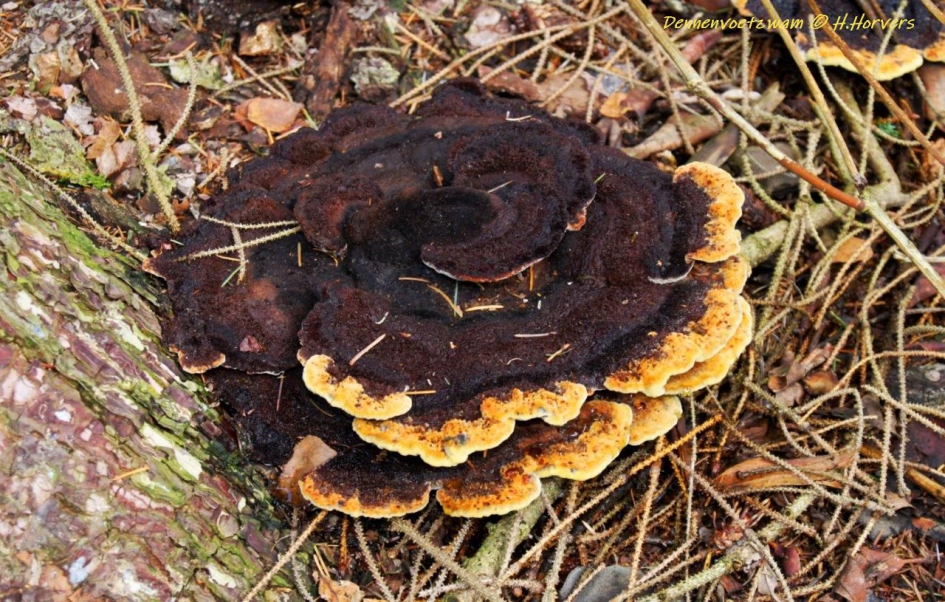 Dennenvoetzwam - Schimmels - Dennenvoetzwam