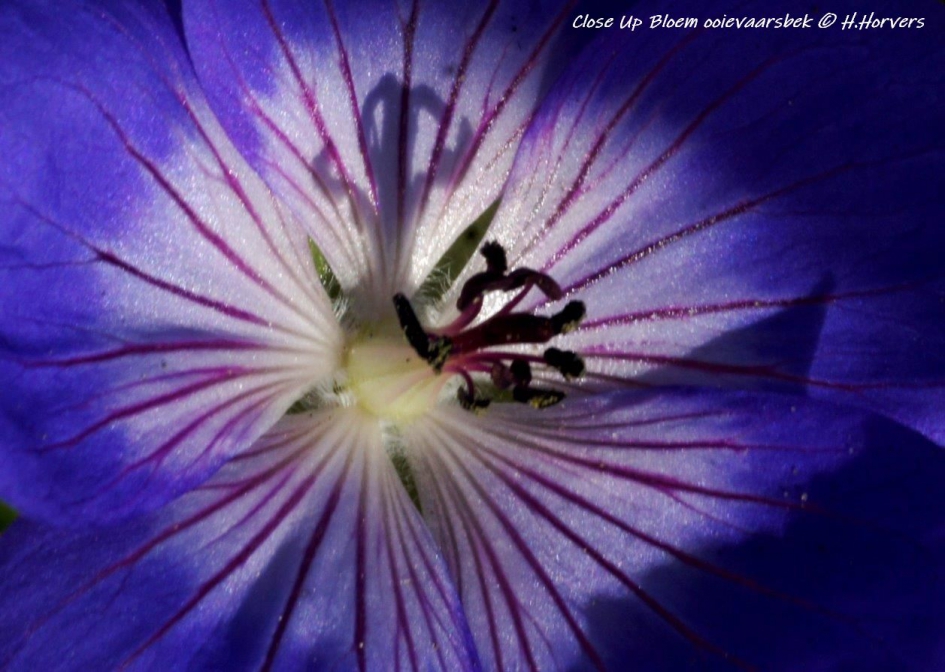 Detail Bloem Ooievaarsbek - Planten - Ooievaarsbek