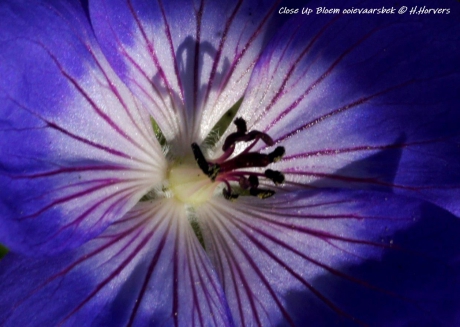 Detail Bloem Ooievaarsbek