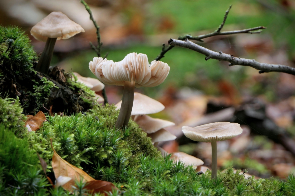 Drie op een rij - Schimmels - Helmmycena