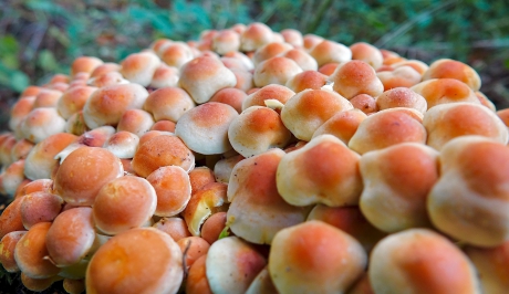 Dringende Zwavelkoppen