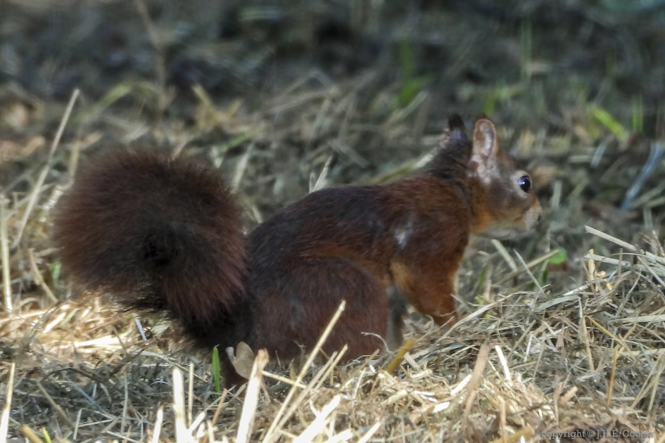 Eekhoorn - Zoogdieren - Eekhoorn