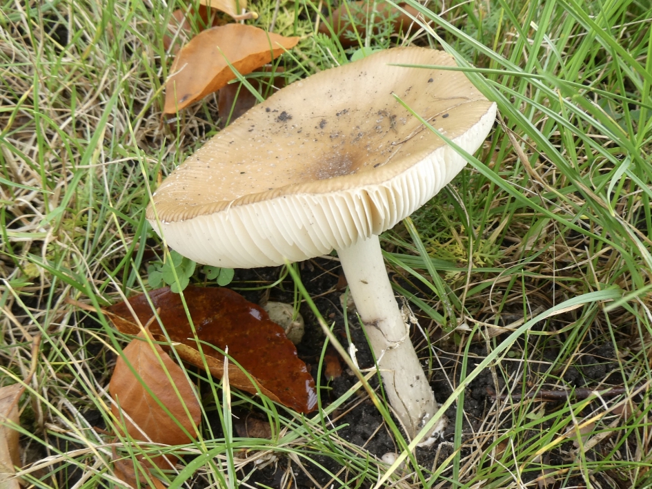 Een beetje bleek! - Schimmels - 