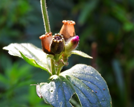 Een bundeltje.... meerdere stadia