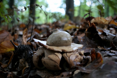Een "ster" op aarde.