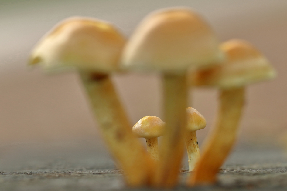 een tussendoortje - Schimmels - gewone zwavelkop