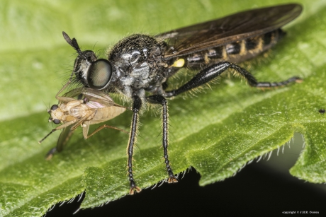 Eiken-stamjager (Choerades marginatus)