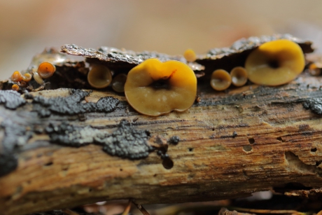 eikentakstromakelkje