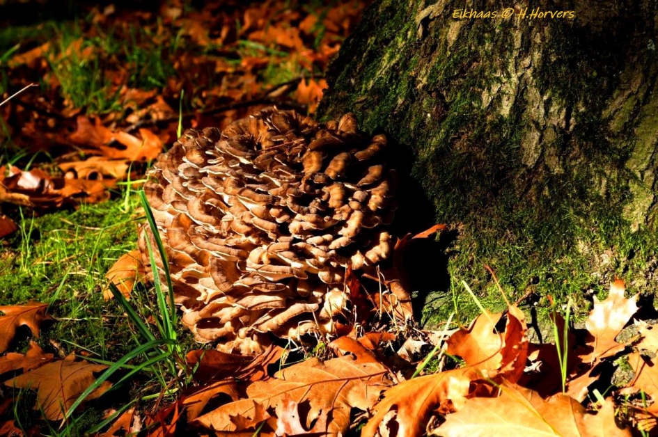 Eikhaas - Schimmels - Eikhaas