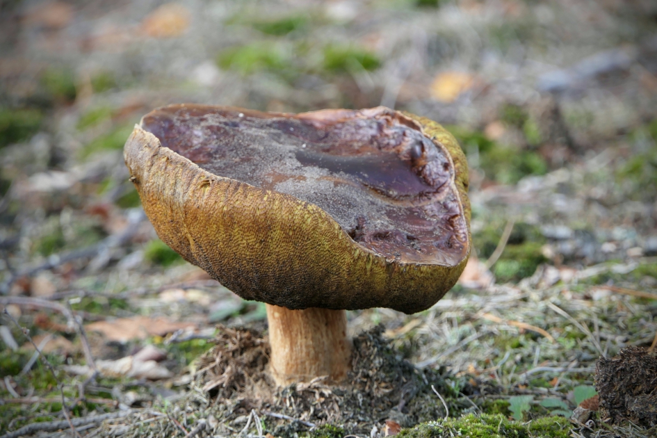 Erg groot - Schimmels - Boleet