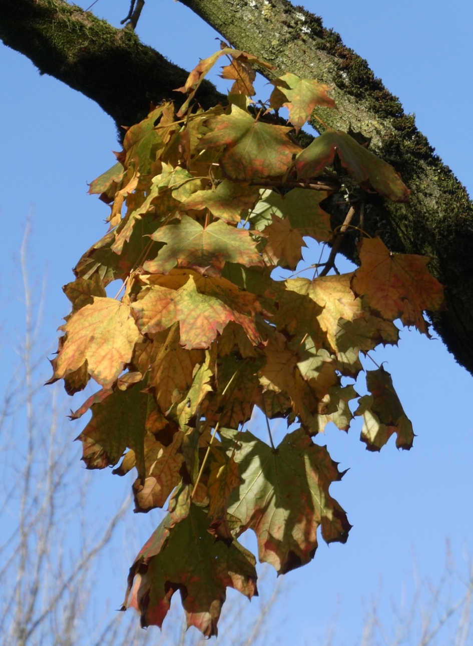 Esdoorn - Planten - 
