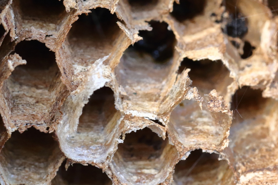 ex-hoornaarnest - Geleedpotigen - hoornaar