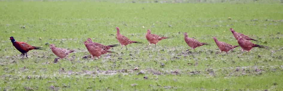 Fazanten rij - Vogels - Fazant