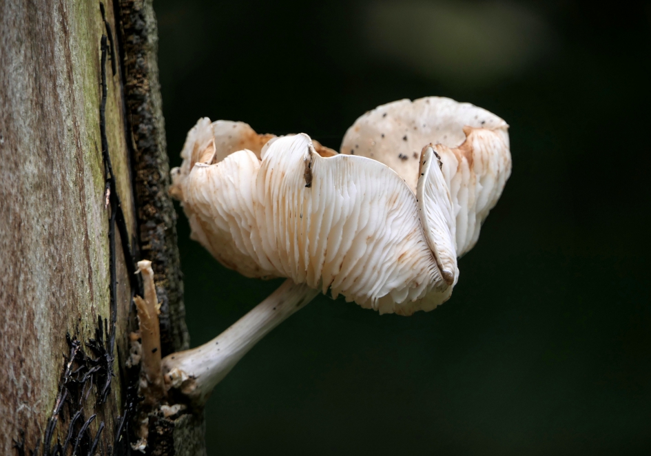 "Fotomodel" - Schimmels - Paddenstoel