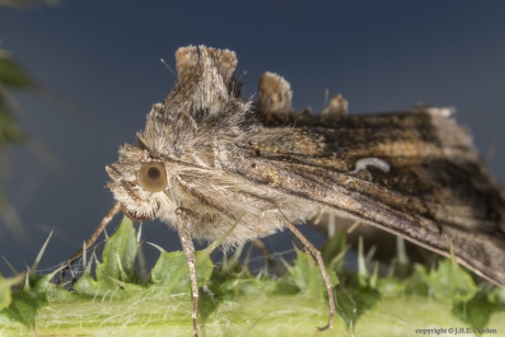 Gamma-uil (Autographa gamma)