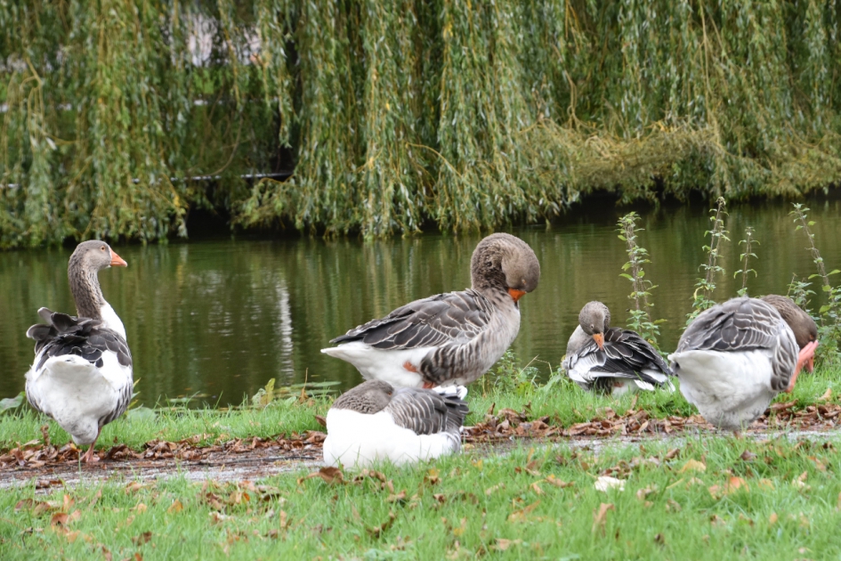 Ganzen bij de gemeentevijver - Vogels - 