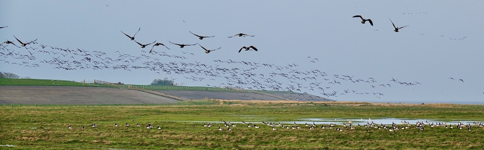 Brandganzen overal - Vogels - Brandgans