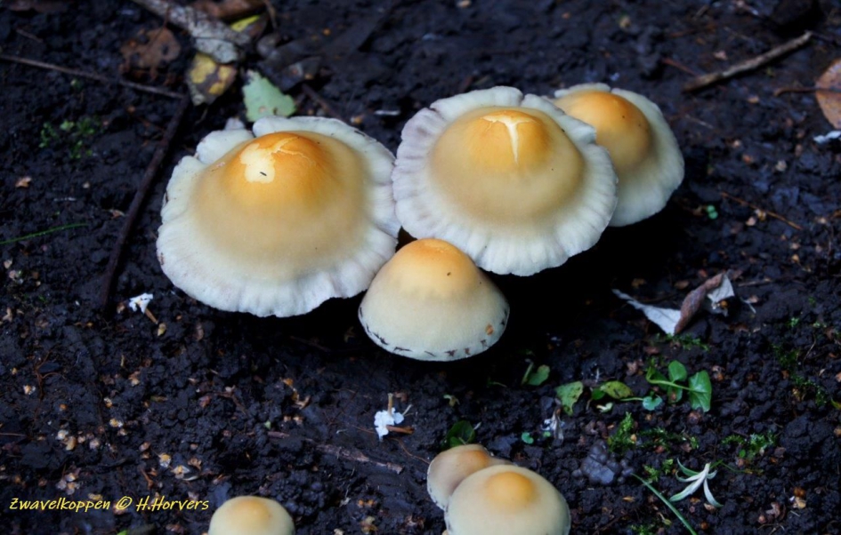 Gebakken eitjes ... - Schimmels - Zwavelkoppen