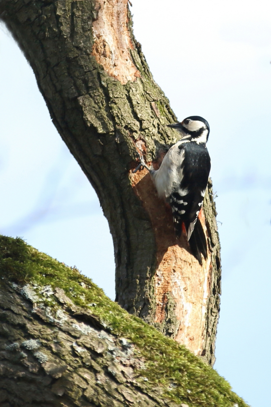gehoord en gezien - Vogels - grote bonte specht -v-