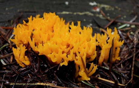 gele kleverige koraalzwam