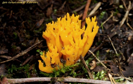 gele koraalzwam