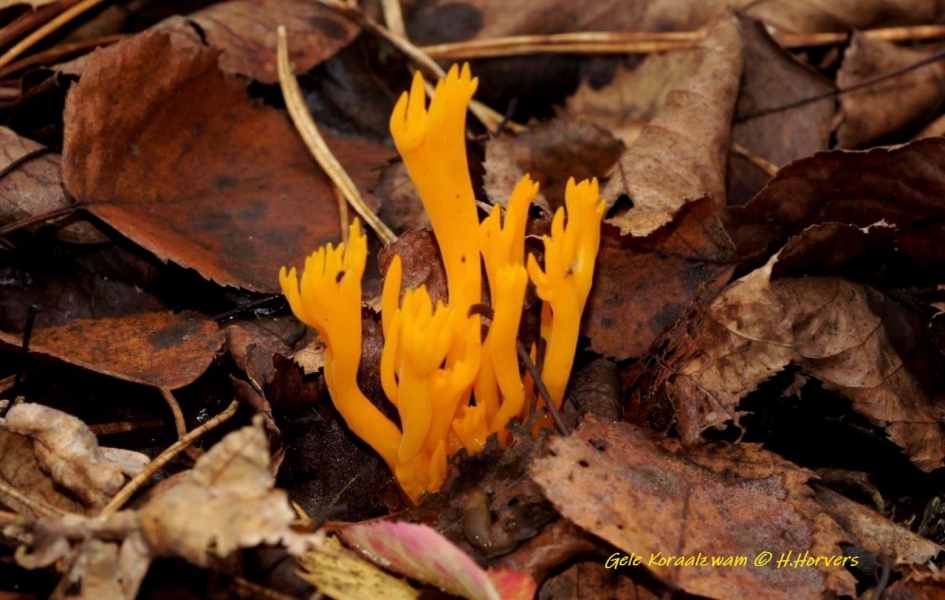 Gele Koraalzwam - Schimmels - Kleverige Gele Koraalzwam