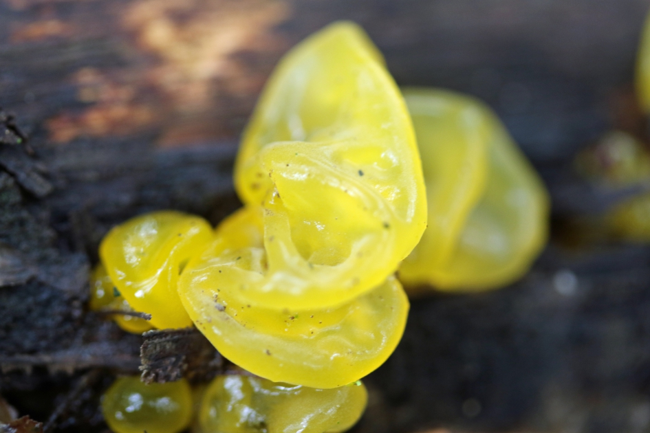 Gele trilzwam (1) - Schimmels - 