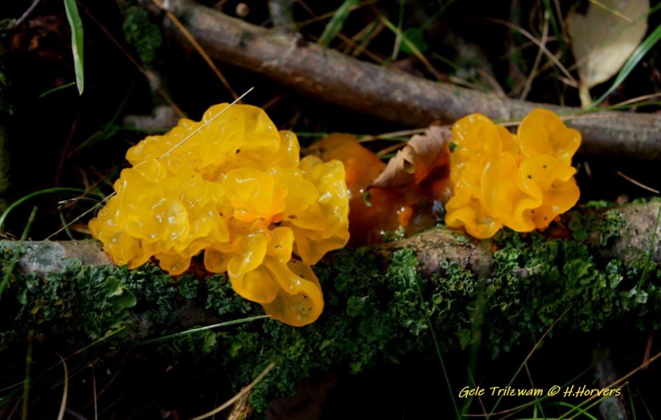Gele Trilzwam - Schimmels - Gele Trilzwam