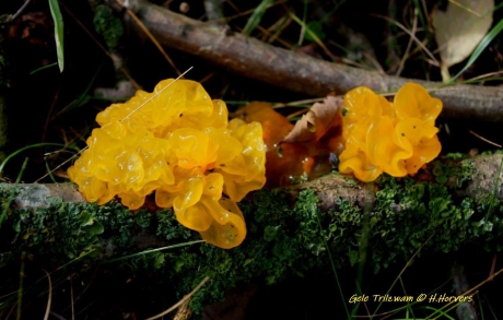 Gele Trilzwam