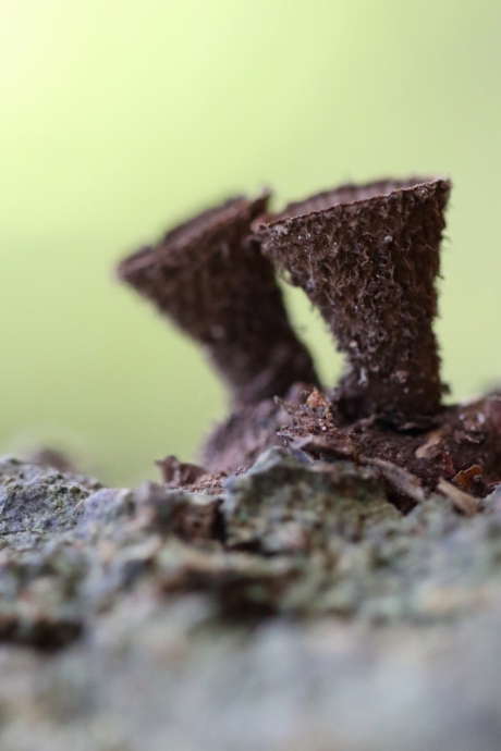 gestreepte nestzwammetjes