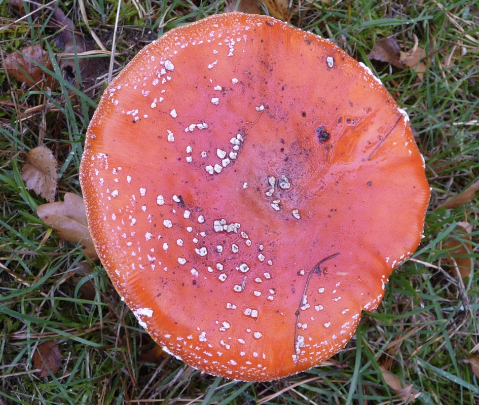 Gevallen - Schimmels - 