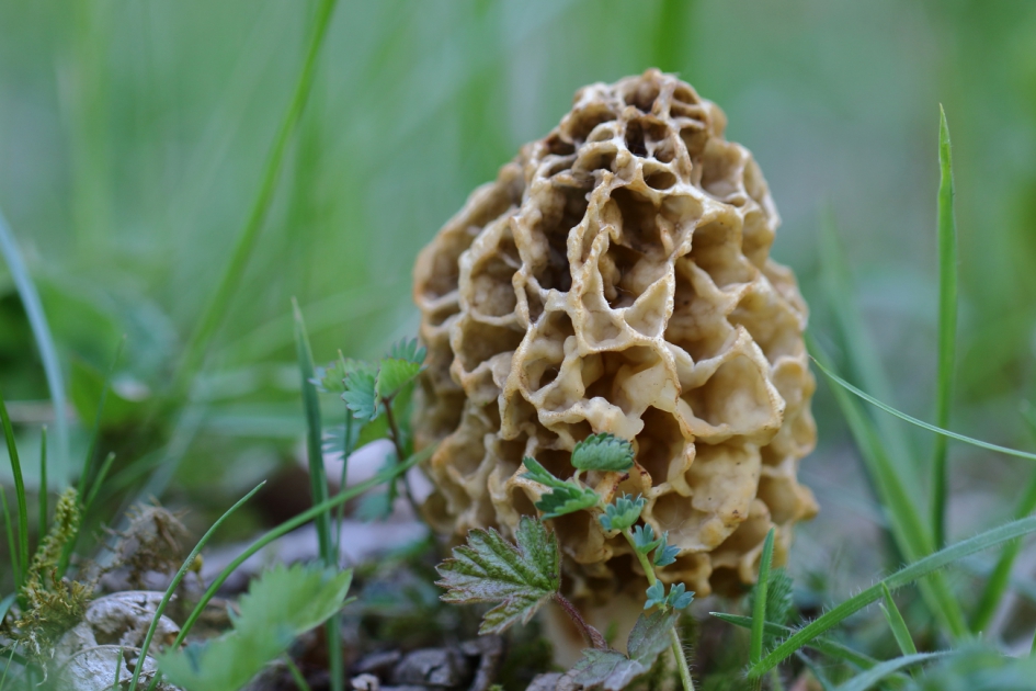 gewone morielje - Schimmels - gewone morielje