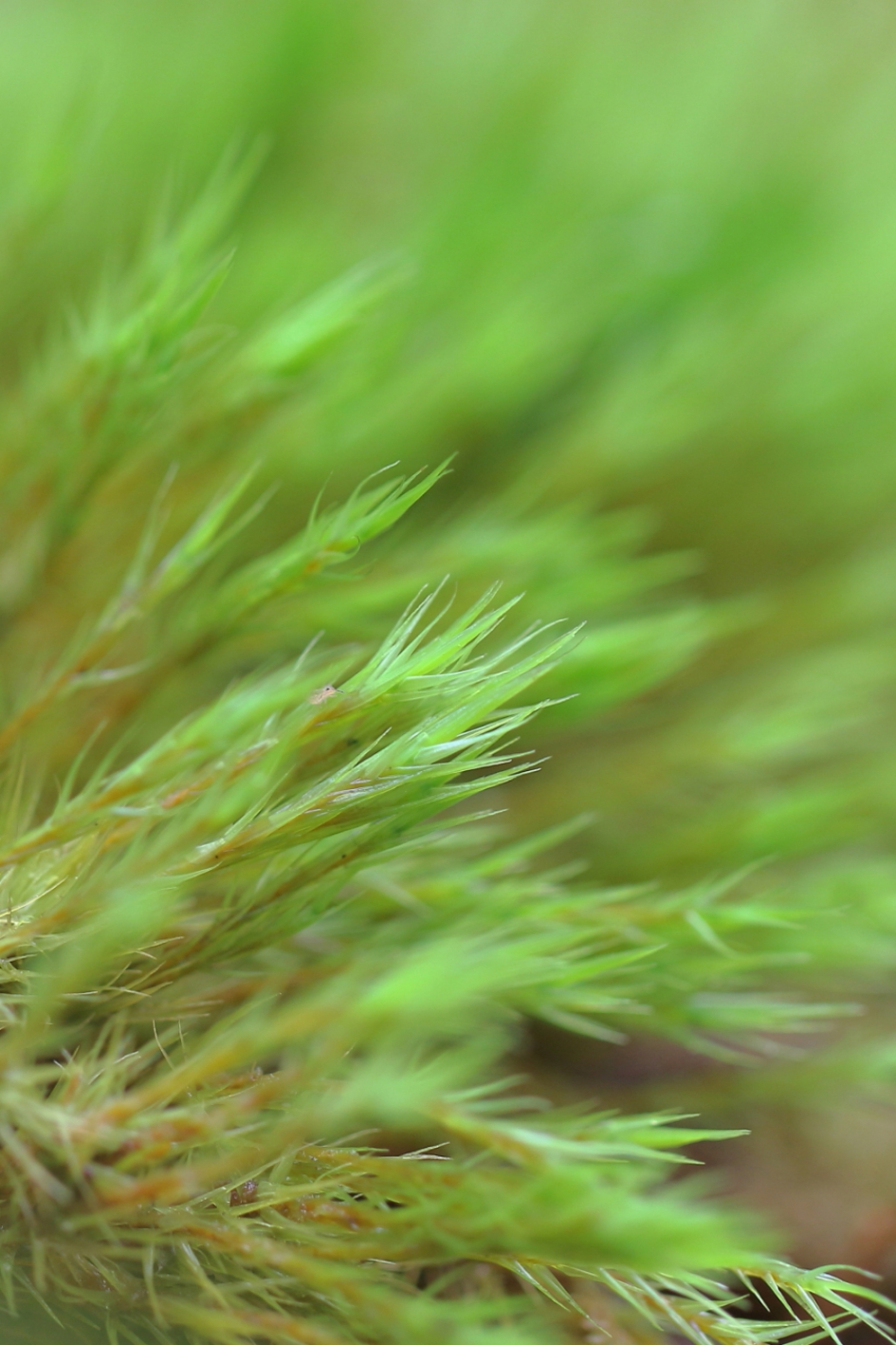 gewoon gaffeltandmos - Planten - gewoon gaffeltandmos