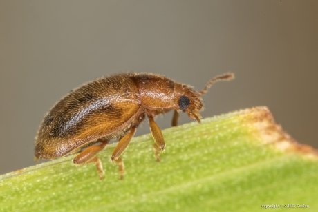 Graslandnepkapoentje (Rhyzobius litura)