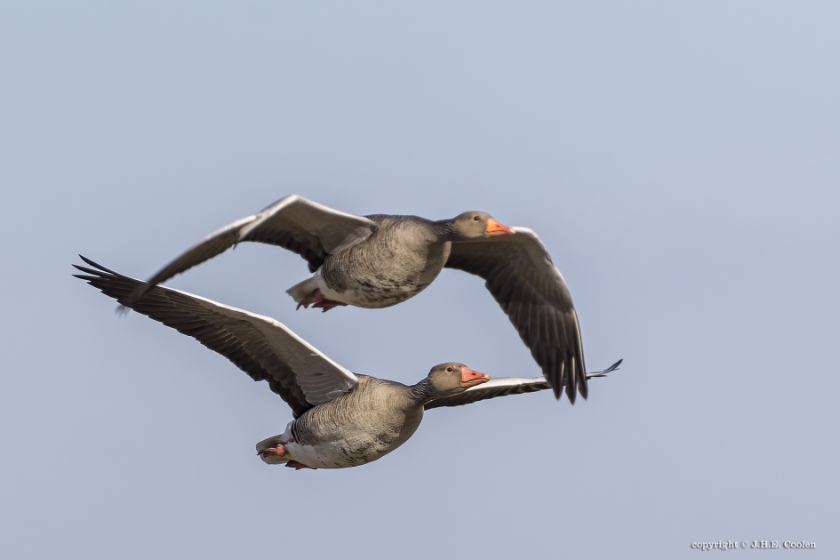 Grauwe gans  (Anser anser) - Vogels - Grauwe gans