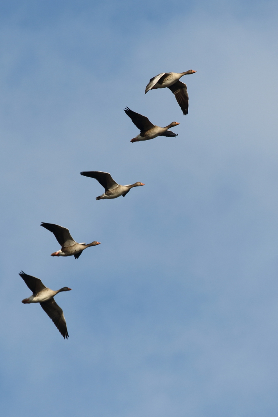 grauwe ganzen - Vogels - grauwe gans