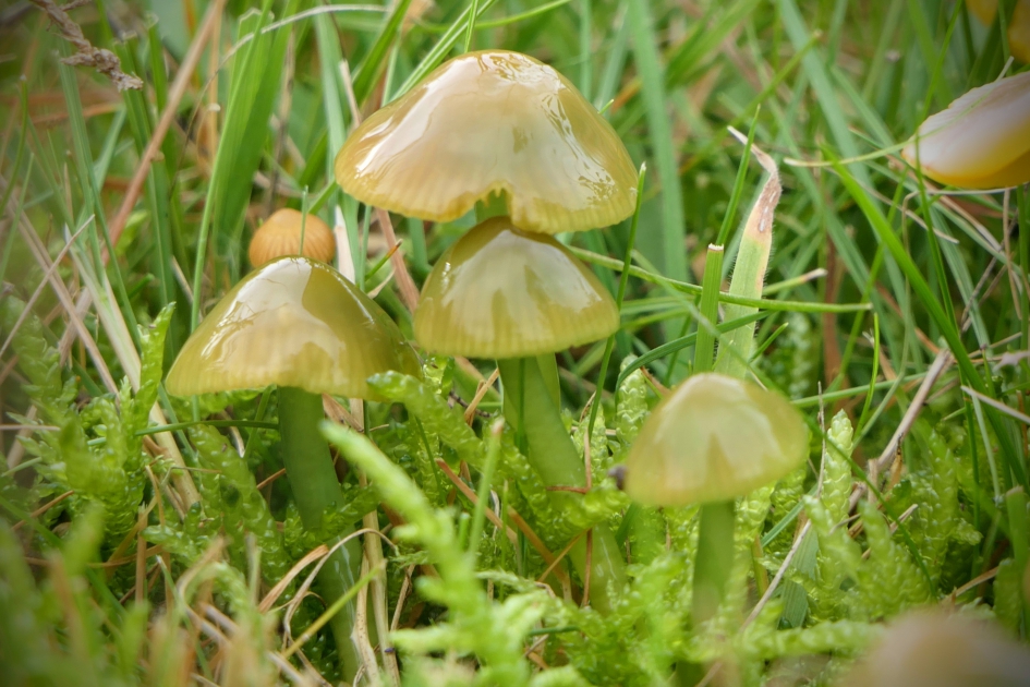 Groentjes. - Schimmels - Papegaaizwammen