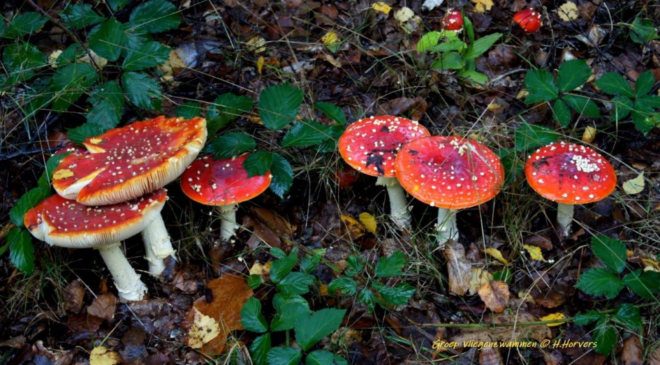 Groep Vliegenzwammen - Schimmels - Groep Vliegenzwammen