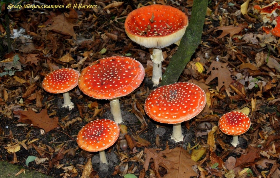 Groep Vliegenzwammen - Schimmels - Vliegenzwammen