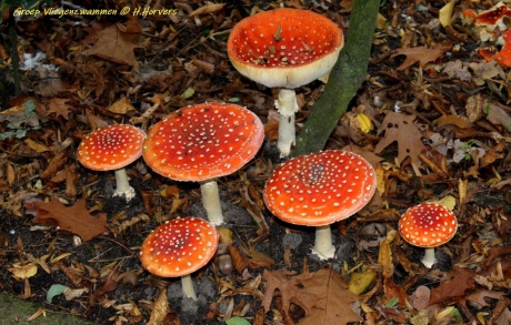 Groep Vliegenzwammen