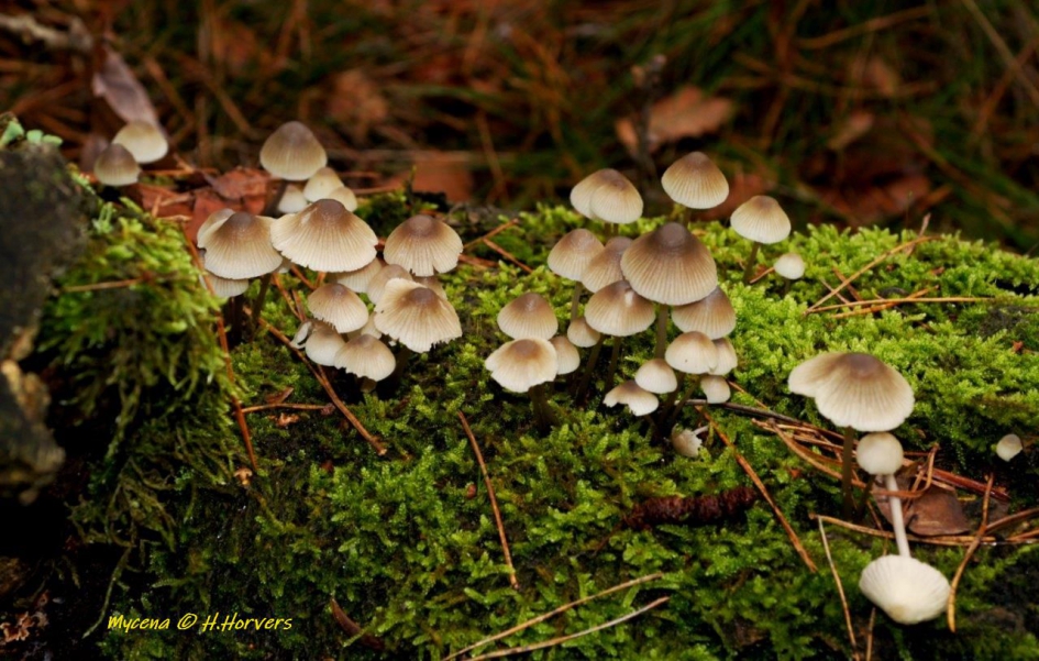 groepje Mycena - Schimmels - Mycena