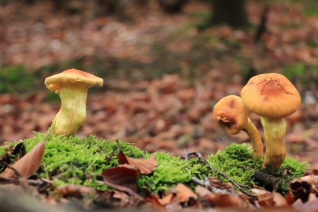 Groepje paddenstoelen