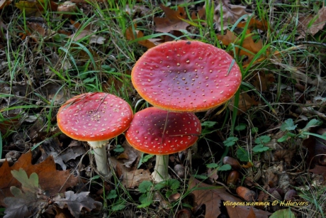 Groepje Vliegenzwammen