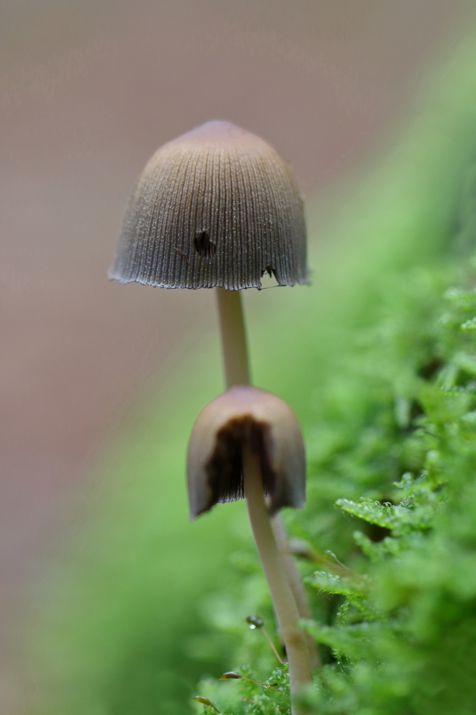 groot en klein - Schimmels - 