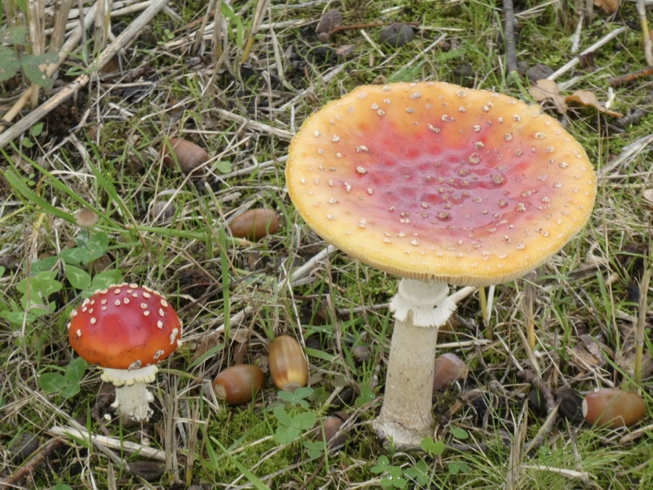 Groot en klein - Schimmels - 