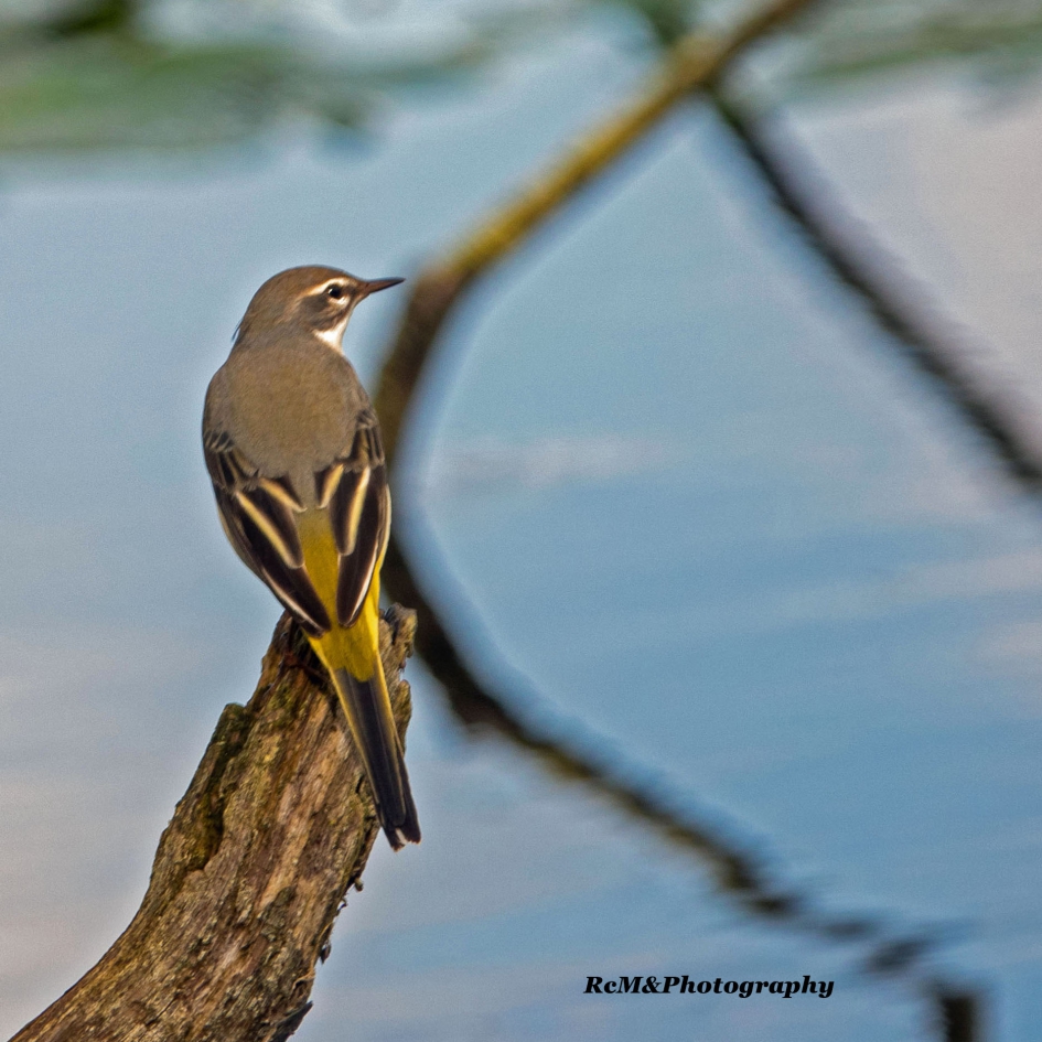 Grote gele kwikstaart. - Vogels - Grote gele kwikstaart.