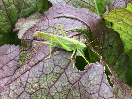 Grote groene sabelsprinkhaan