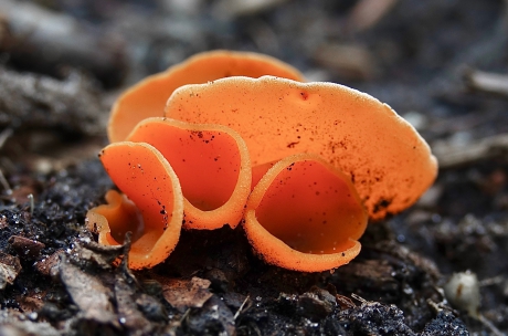 Grote Oranje Bekerzwammen