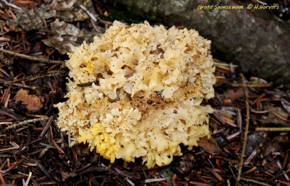 Grote Sponszwam - Schimmels - Grote Sponszwam